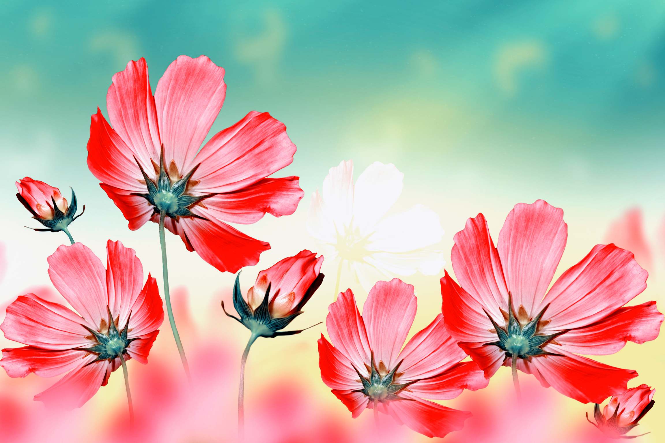 cosmos flowers. Beautiful flowers cosmos.
