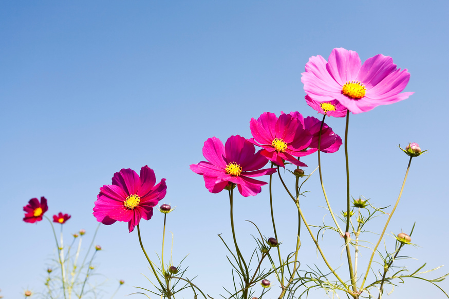Cosmos flowers