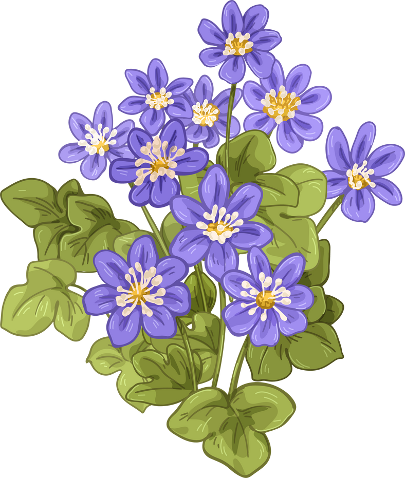 Hepatica Flowers Illustration