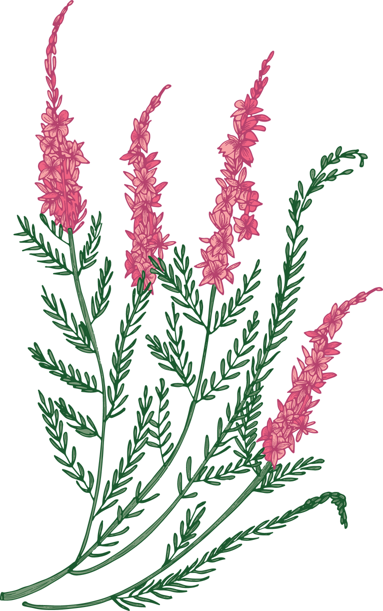 Heather Flowers Illustration 