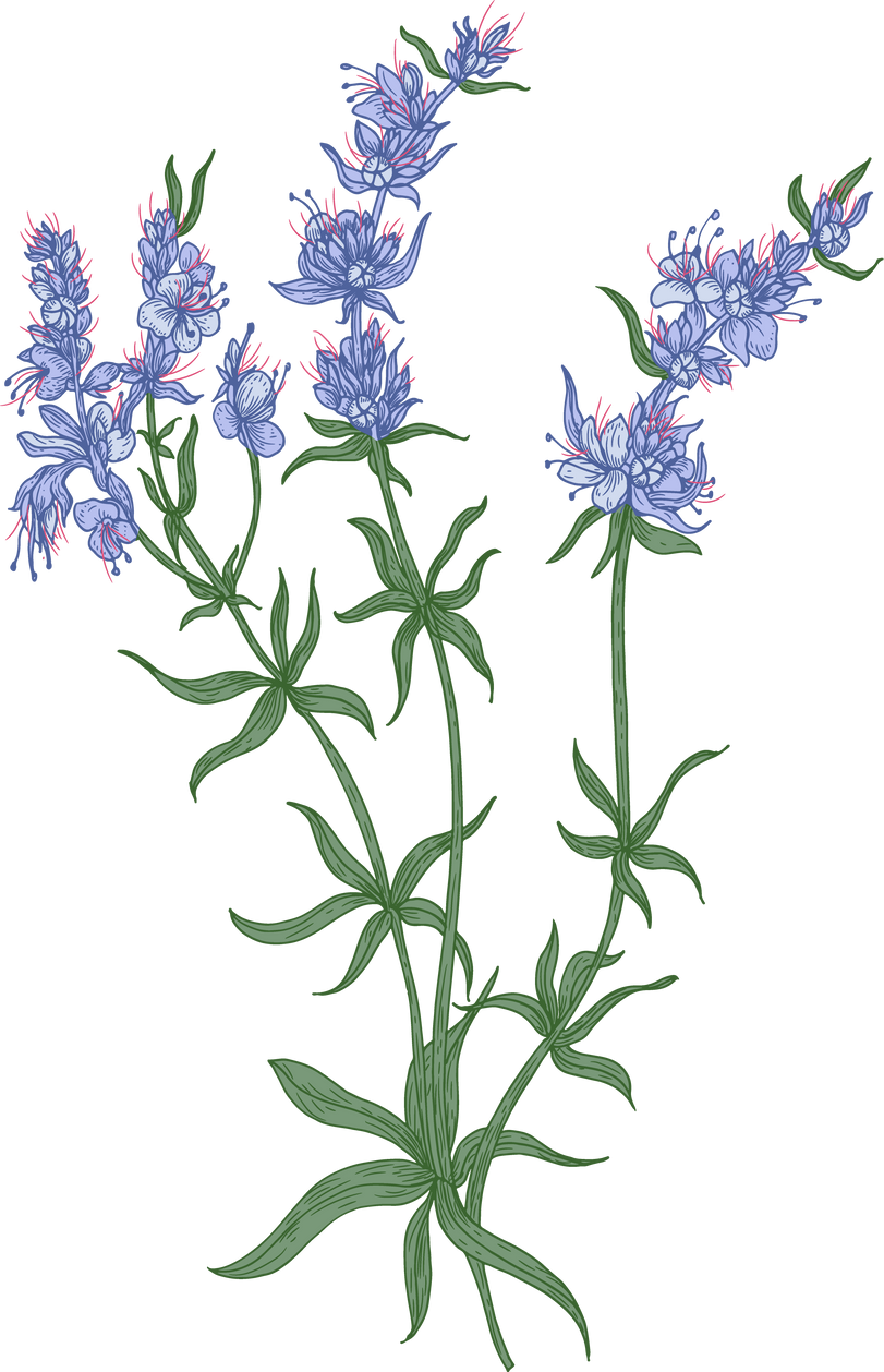 Hyssop Flowers Illustration