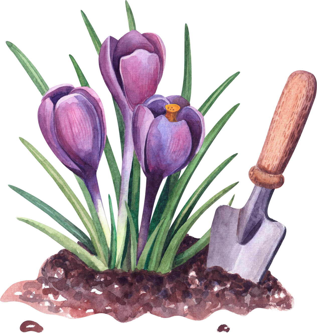 Watercolor spring crocus in the soil and shovel.