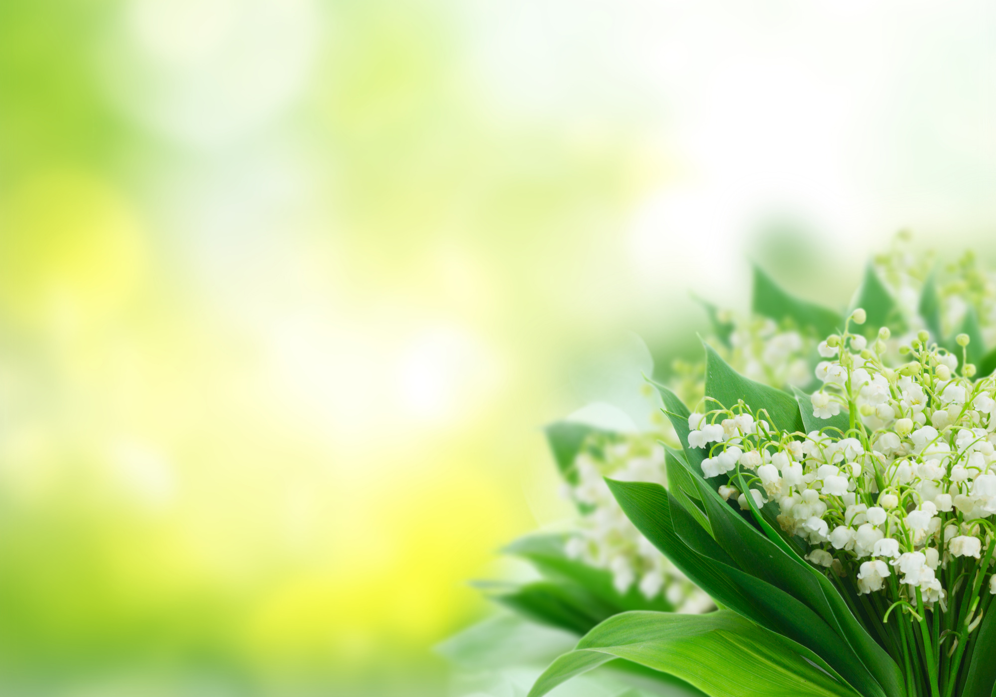 Lilly of Valley