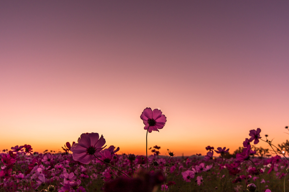 Cosmos