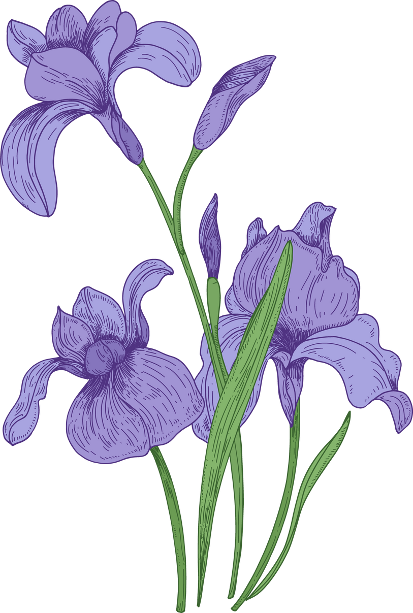 Iris Flowers Illustration