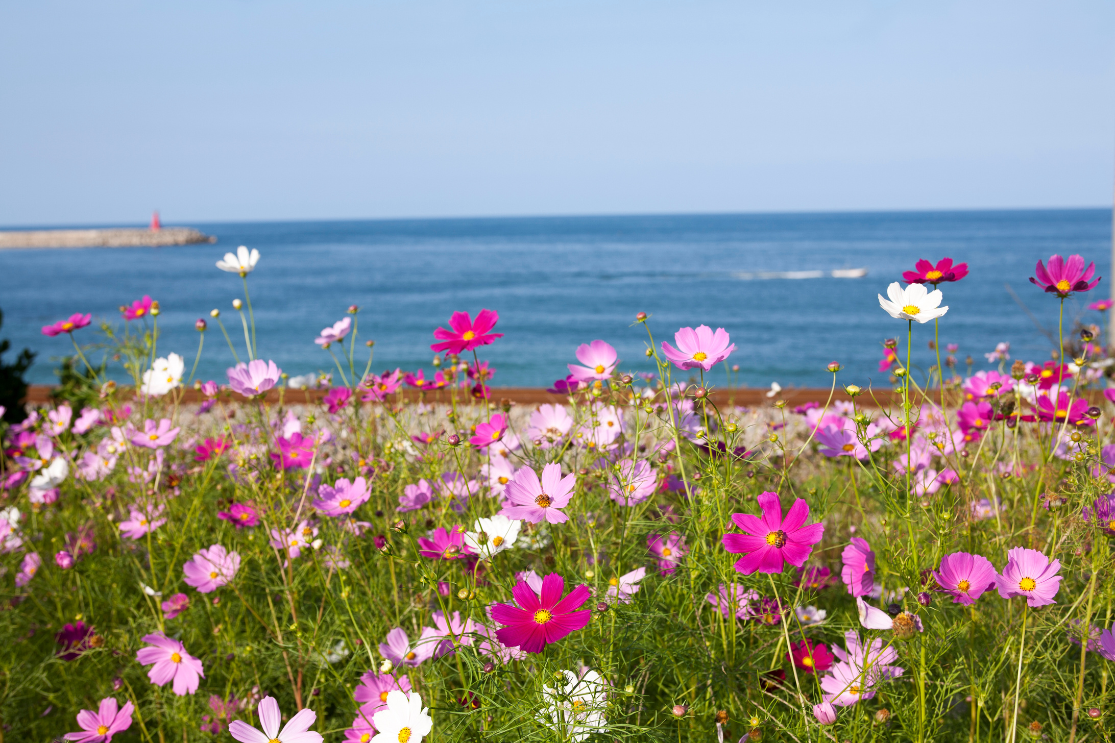 cosmos flower; sea